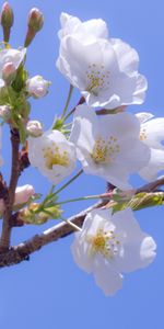 Plants,Flowers,Cherry