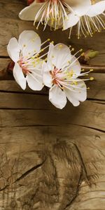 Plants,Flowers,Cherry,Background