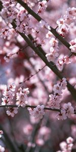 Flores,Cereza,Plantas,Sakura