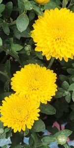 Plantes,Fleurs,Chrysanthème