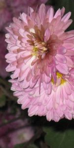 Plantes,Fleurs,Chrysanthème