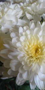 Plants,Flowers,Chrysanthemum