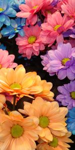 Plants,Flowers,Chrysanthemum,Background