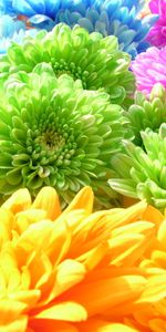 Plants,Flowers,Chrysanthemum,Rainbow,Background