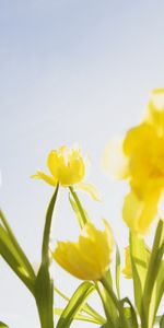 Plants,Flowers,Clear Sky,Tulips