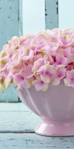 Plants,Flowers,Cups,Background,Still Life