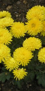 Plantas,Flores,Dientes De León