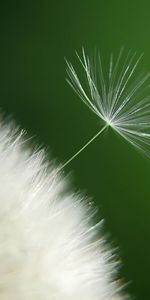 Plantas,Flores,Dientes De León