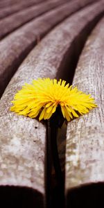 Plants,Flowers,Dandelions