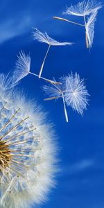 Plants,Flowers,Dandelions