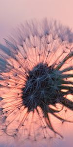 Plants,Flowers,Dandelions