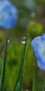 Plants,Flowers,Drops