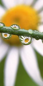 Plants,Flowers,Drops,Background