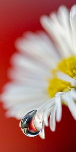 Plants,Flowers,Drops,Camomile