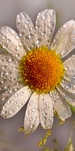 Plants,Flowers,Drops,Camomile