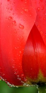 Drops,Plantes,Fleurs,Tulipes