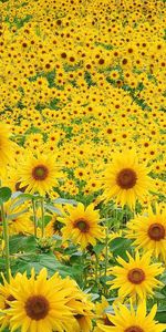 Fleurs,Les Champs,Plantes,Tournesols