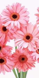 Plantes,Fleurs,Gerberas