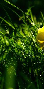 Plantas,Flores,Hierba