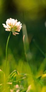 Hierba,Plantas,Flores