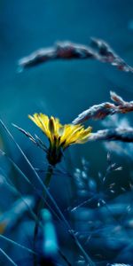 Plants,Flowers,Grass