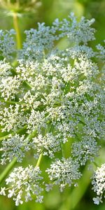 Plants,Flowers,Grass