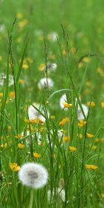 Plants,Flowers,Grass