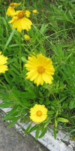 Plants,Flowers,Grass