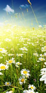 Plants,Flowers,Grass,Camomile