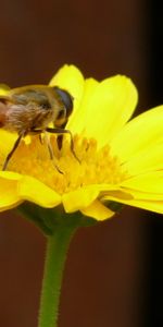 Plantas,Flores,Abejas,Insectos