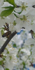 Plantas,Flores,Abejas,Insectos