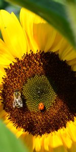 Plants,Flowers,Insects,Bees,Ladybugs,Sunflowers