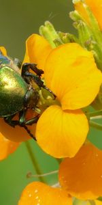 Plantes,Scarabées,Fleurs,Insectes