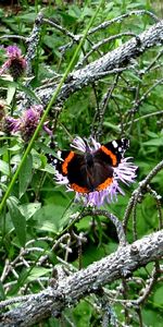 Plantas,Flores,Mariposas,Insectos