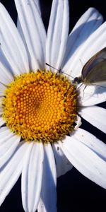 Plantas,Flores,Camomila,Mariposas,Insectos