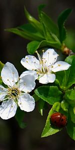 Plants,Flowers,Insects,Ladybugs