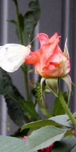 Plantas,Roses,Flores,Mariposas,Insectos