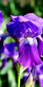 Fleurs,Iris,Plantes