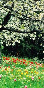 Plants,Flowers,Landscape,Trees