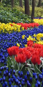 Plants,Flowers,Landscape,Tulips