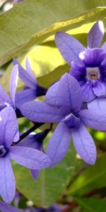 Plants,Flowers,Leaves