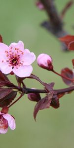 Plantas,Flores,Hojas