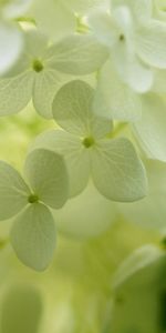 Plants,Flowers,Leaves