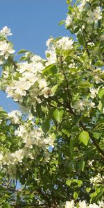 Fleurs,Plantes,Feuilles