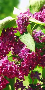 Fleurs,Lilas,Plantes