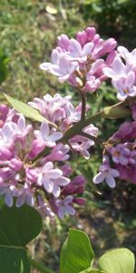 Lilas,Fleurs,Plantes