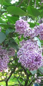 Lilas,Fleurs,Plantes