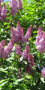 Lilas,Fleurs,Plantes