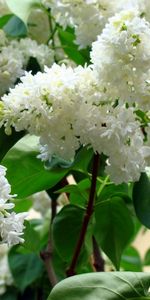 Plants,Flowers,Lilac