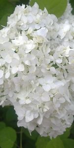 Plants,Flowers,Lilac